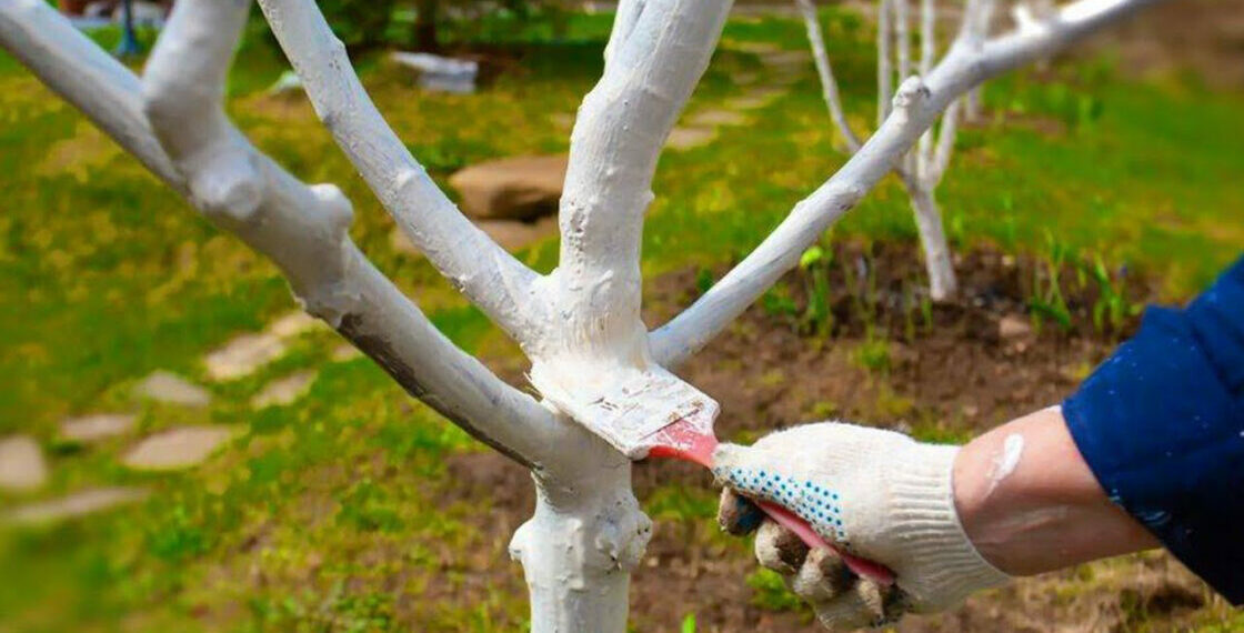 Чим дерева білити