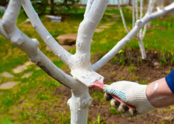 Чим дерева білити