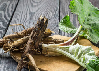 Корені лопуха восени запасають