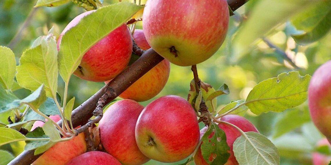 Дощів нема, а яблука гниють: що робити?