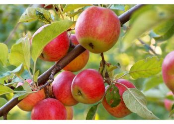 Дощів нема, а яблука гниють: що робити?