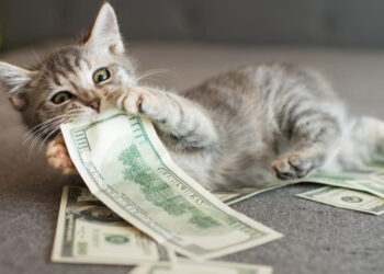 Остерігайтеся псевдонадавачів грошової допомоги!