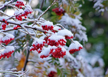 Грудень на городі, в саду та квітнику