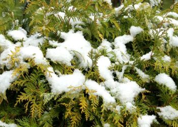 Готуємо хвойні до зими