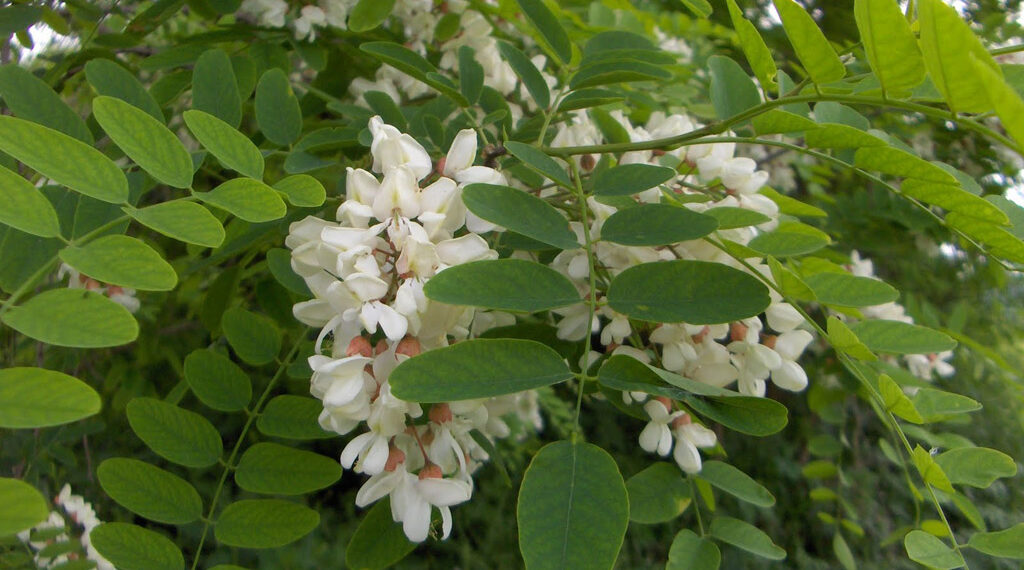 Дерева-агресори