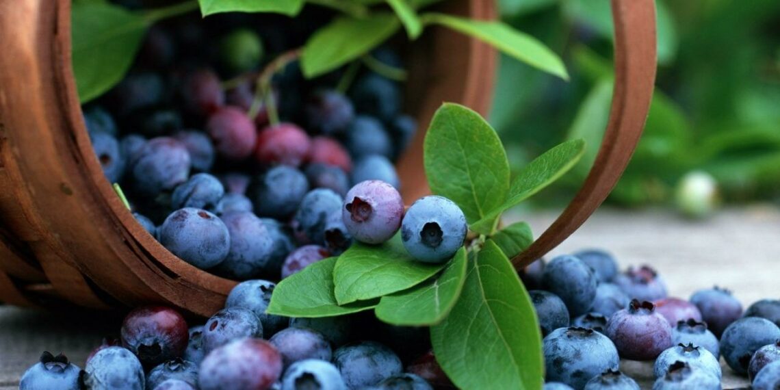 Лохині морози не страшні