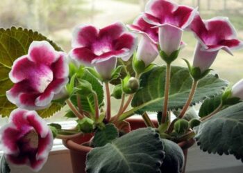 Як доглядати за глоксинією взимку