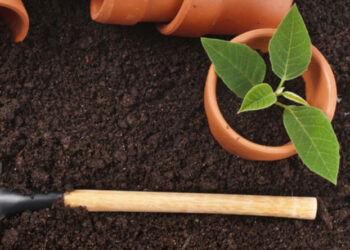 Час готувати ґрунт для розсади