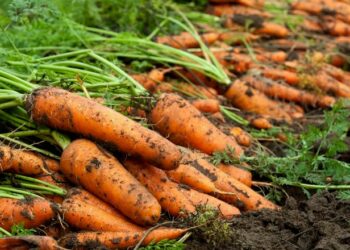 Переваги підзимової моркви