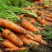 Переваги підзимової моркви
