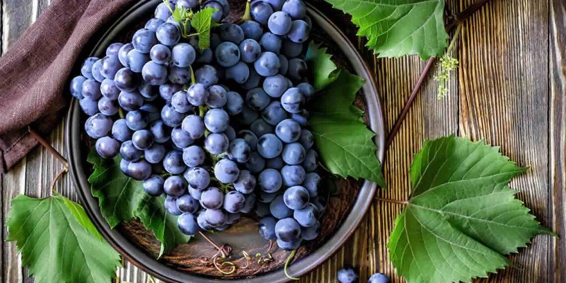 Як розмножити виноград із кісточки