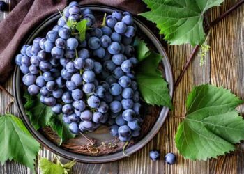 Як розмножити виноград із кісточки