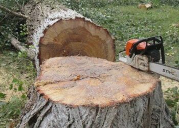 9 ознак того, що дерево потрібно спиляти