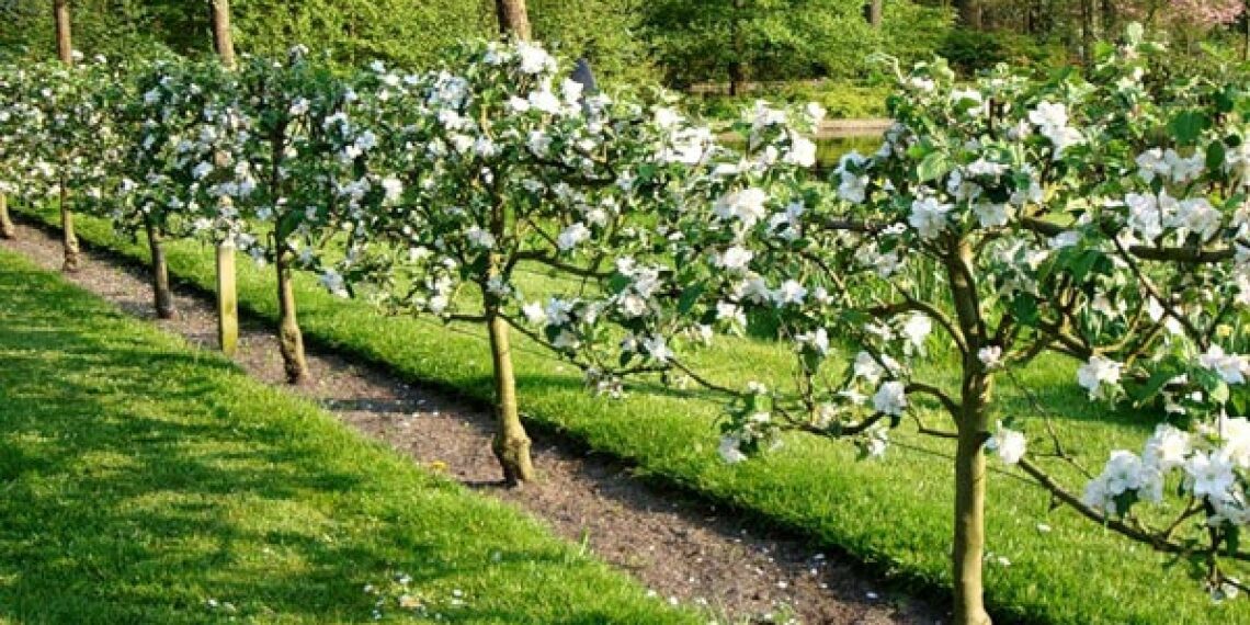 Що воно за пальмета