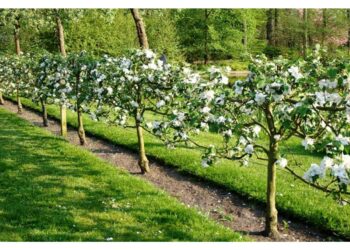 Що воно за пальмета