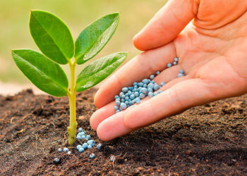 Що таке бургундська суміш і коли її використовувати