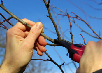 Живці заготовляють до морозів