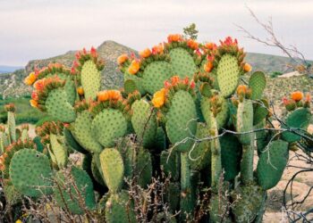 Як виростити опунцію?