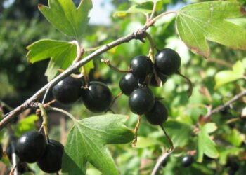 Йошта: усе найкраще від смородини та аґрусу