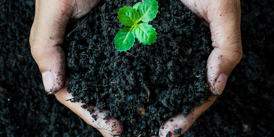 Що таке біогумус?