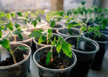 Рисова вода для розсади