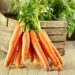 В’яне морква, бо їй жарко й сухо
