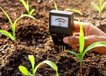 Кислотність грунту для рослин важлива