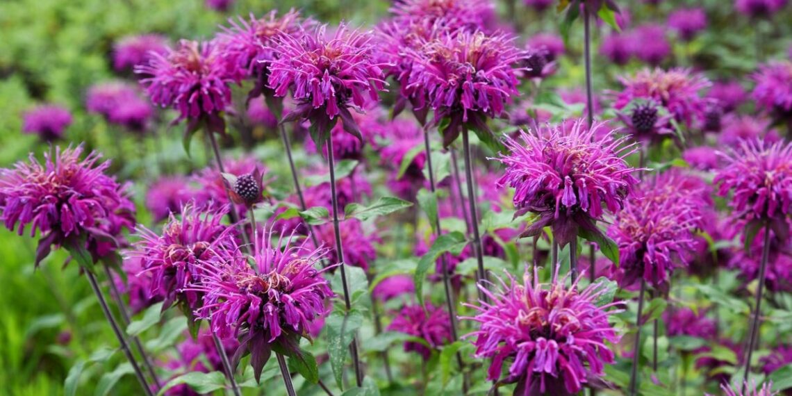 Монарда: декоративна і корисна