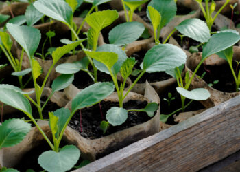 Як виростити розсаду ранньої капусти