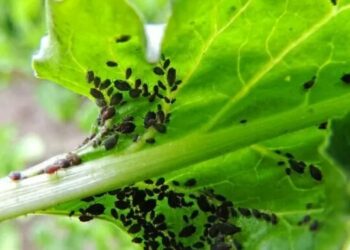 Які рослини приваблюють попелицю