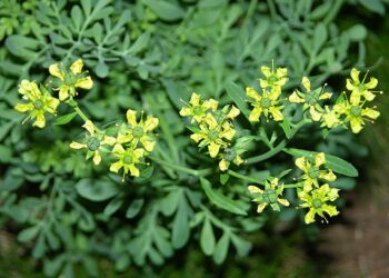 Секрети рути запашної