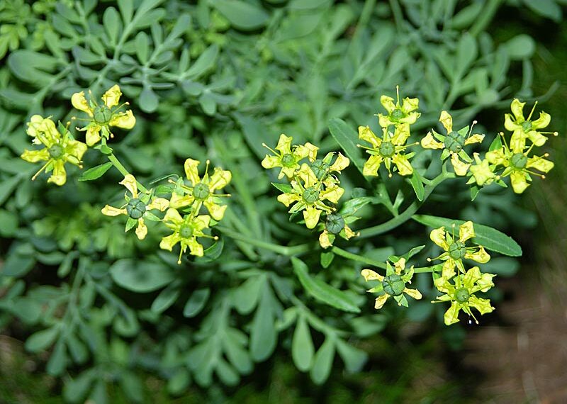 Секрети рути запашної