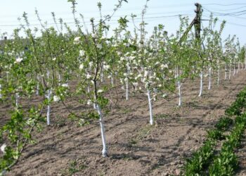 Коли можна висадити молодий сад на місці старого