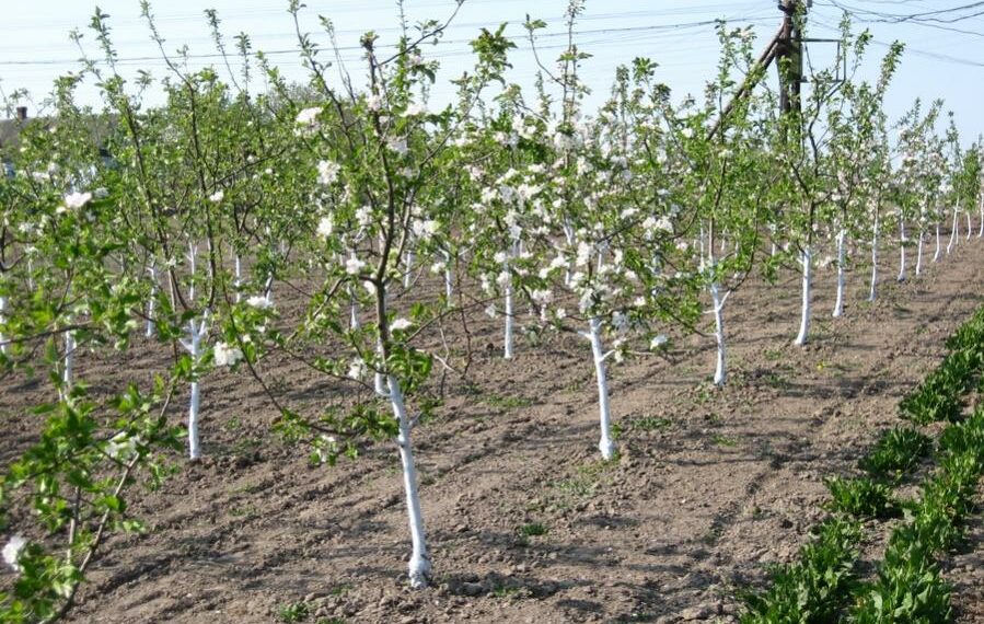 Коли можна висадити молодий сад на місці старого