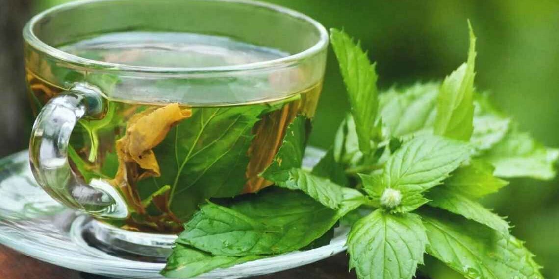 Народна медицина: не спите — заваріть мелісу!