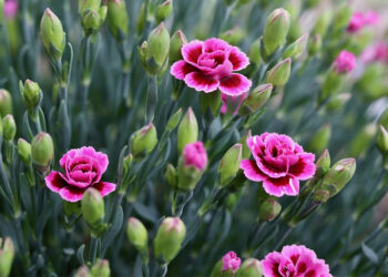 Гвоздика Шабо цвістиме до морозів