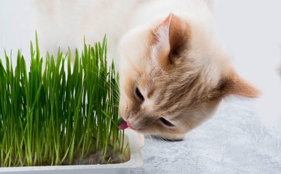 Травичка для киці