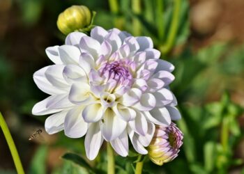 Чому пліснявіють жоржини при зберіганні та чи виросте з них щось навесні?