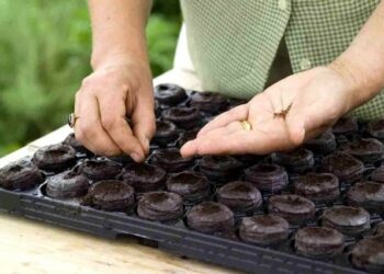 Не поспішайте висівати насіння на розсаду