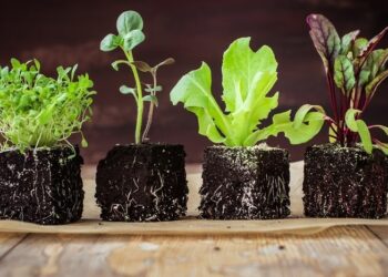 Що не варто класти у ґрунт для розсади