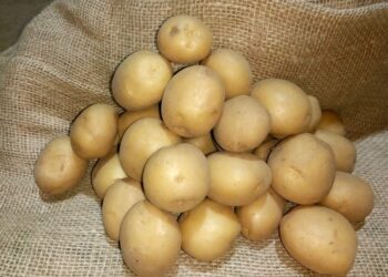 Що робити, якщо насіннєва картопля проросла?