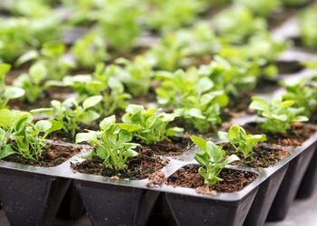 6 причин, чому іноді падає розсада