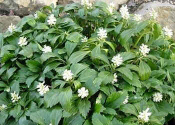 Пахісандра декоративна навіть узимку?