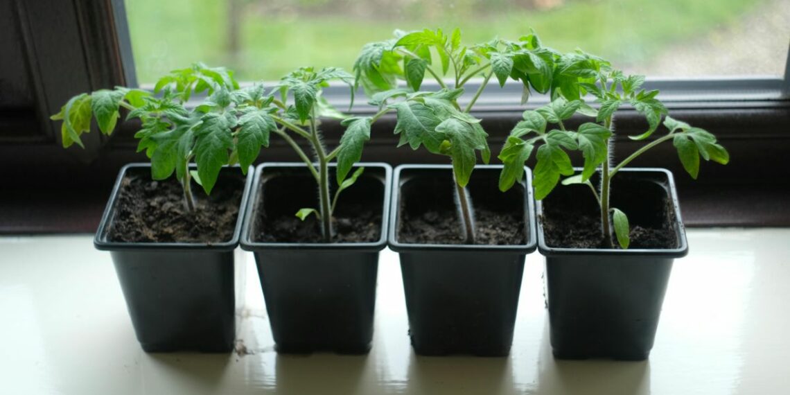 Контрастний душ допоможе насінню