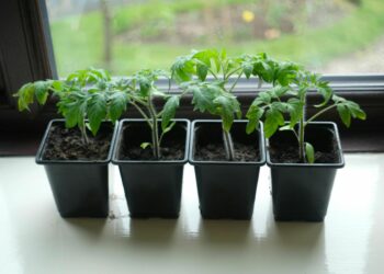 Контрастний душ допоможе насінню