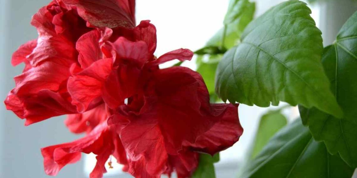 Чи розквітне гібіскус