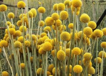 Як виростити краспедію