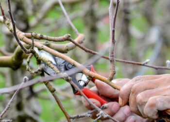 Молоді деревця обрізувати в холод не варто