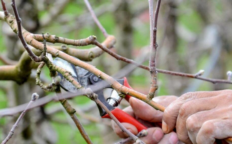 Молоді деревця обрізувати в холод не варто