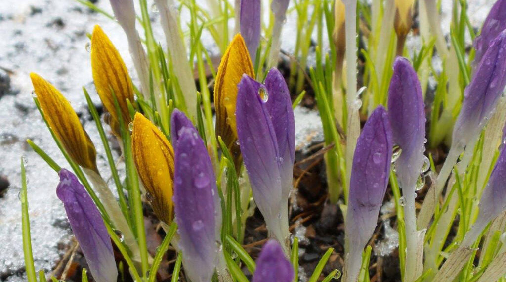 Березень на городі, в саду та квітнику